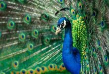 আঁধার রাতের বন্দিনী